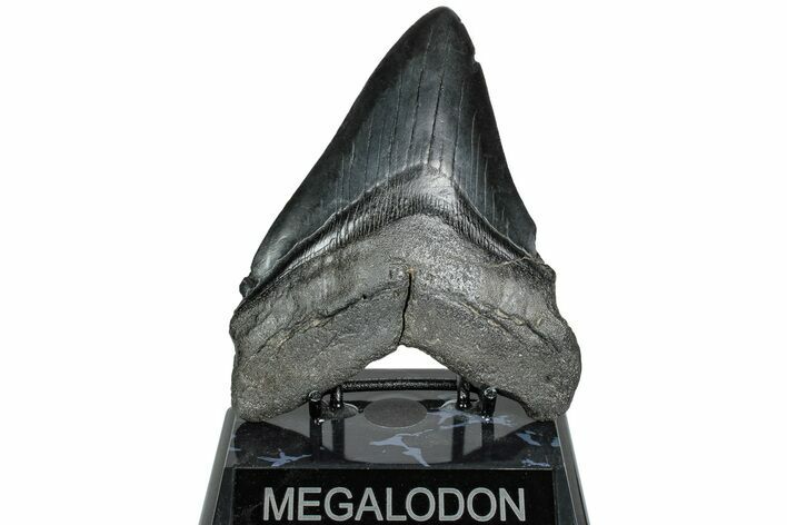 Serrated, Fossil Megalodon Tooth - South Carolina #231762
